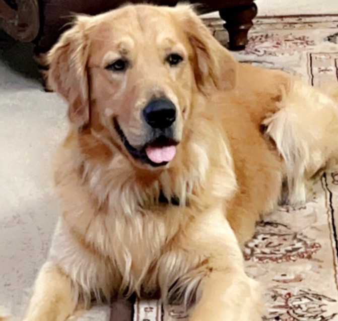 Our Dogs Goldengatesretriever
